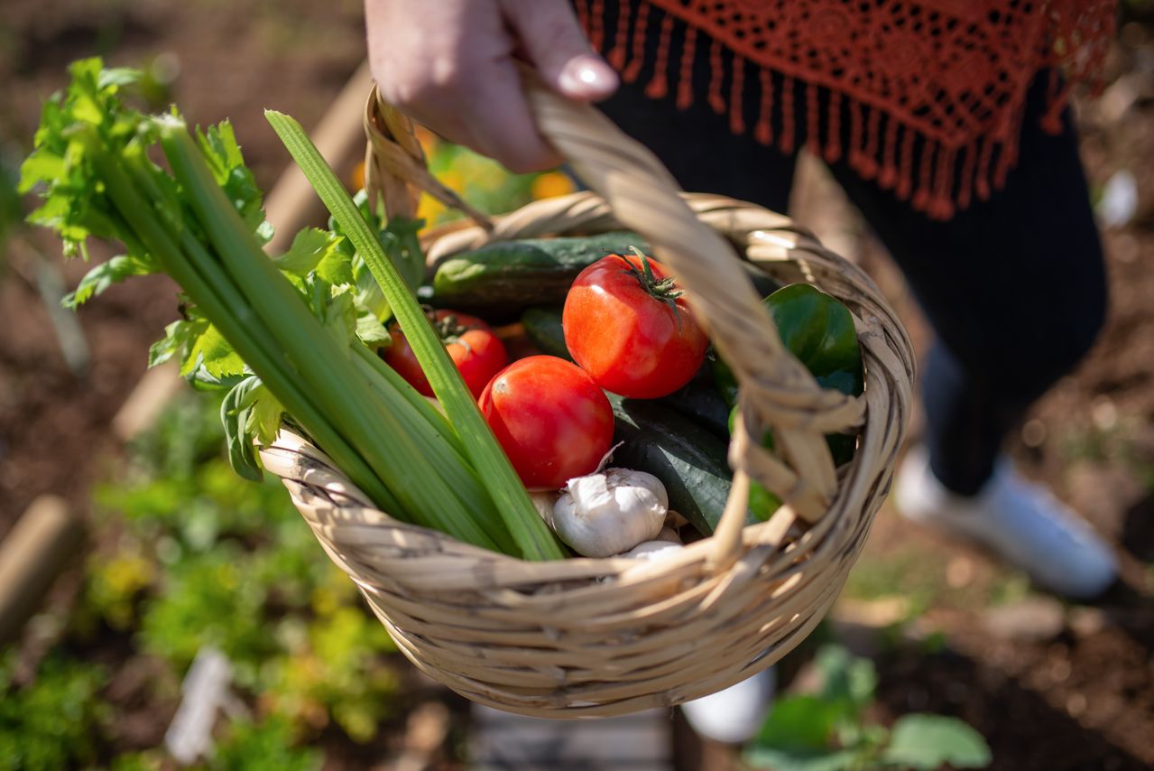 Mon Panier Casablanca : le Guide Complet du Panier de Fruits et Légumes Livré à Domicile